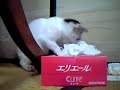 ??????????????????
http://blogs.yahoo.co.jp/catberry_jp
????????????????