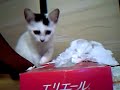 ????????? (chaton kitten) ????????? (chaton kitten)
