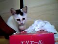 ??????????????????
http://blogs.yahoo.co.jp/catberry_jp
????????????????