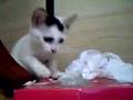 いたずら仔猫まりん (chaton kitten)