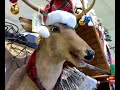 BUCK THE DEER