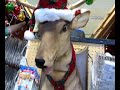 BUCK THE DEER