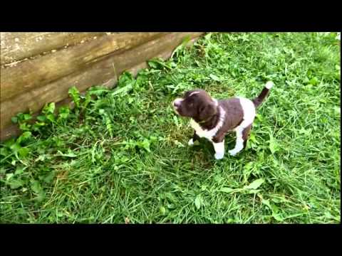 Denver the perfect sized labradoodle--Multi Gen labradoodle