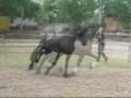 MovieClip 2341