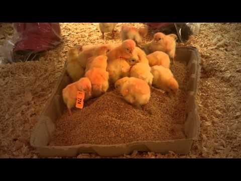 how to cure salmonella