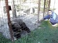 bosnian-bear-drinking-bavaria-bosanac-medo-pije-pivu.html