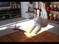 El Gato Volador ( da flying cat)