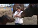 Issie and the herd