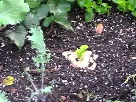 how to replant the root end of celery