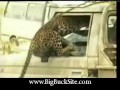 Re: Jaguar vs Anaconda - a deadly fight! on secrets-of-cats.com