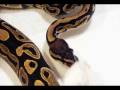 SNAKE AND FROG WEEKLY FEEDING