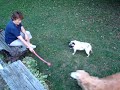 Moose & Ralfee at Play