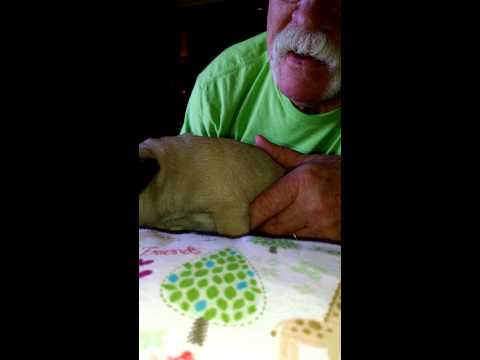 Pug Puppy giving Puppy Kisses