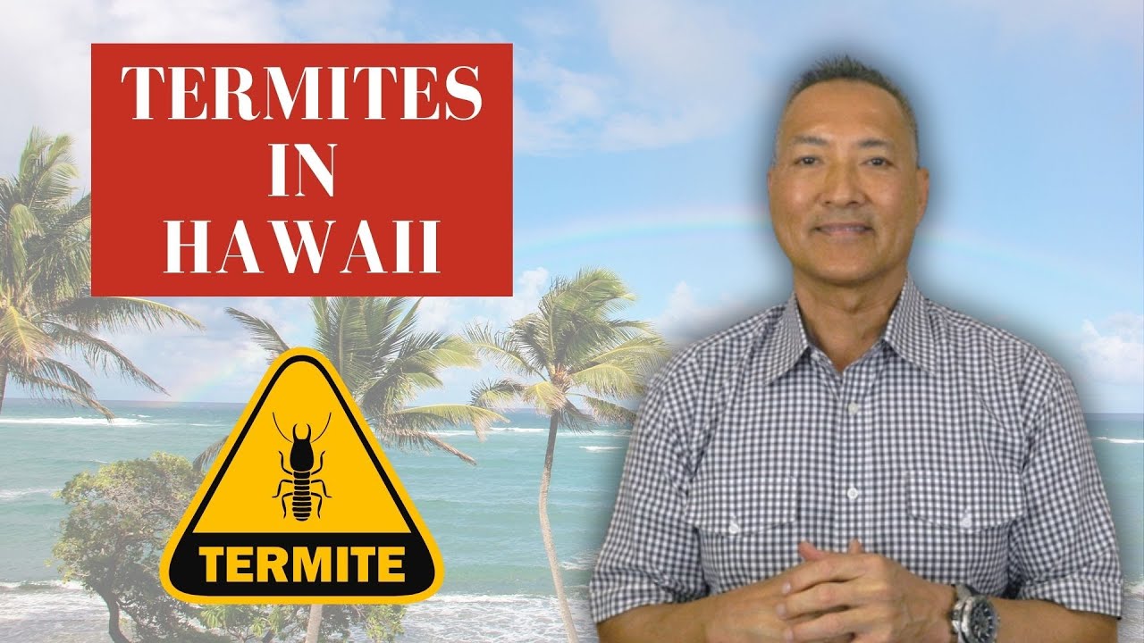 A Comprehensive Look at Termite Prevention in Hawaii