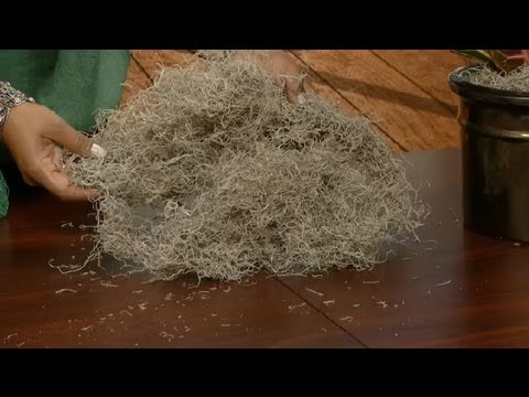 how to transplant spanish moss