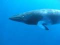 ミンククジラ水中映像 No.3