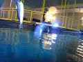 Shark feeding