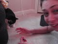 Cicada Cat