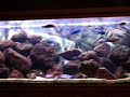 Aquarium cichlidés malawi
