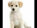 Very Cute Puppies!2