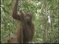 animal.discovery.com The orangutans of Orangutan Island walk upright and on the ground more than their wild counterparts. Is it because they've been habituated to human walking?