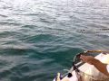 Sargo burgo sancti petri
