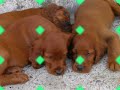 Irish red setter puppies - Red Nokomis kennel