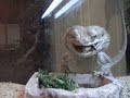 Bearded Dragon
