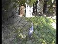 Sandhill crane, Grulla cubana