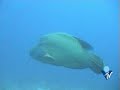Maldives Diving 2