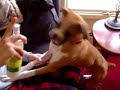 My dog sounds like chewbacca