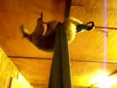Watch 'Anteater Acrobatics'