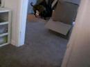 Lexi Luger - Half Pitbull and Half Boxer