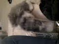 our new kitten tarazed eating my ice out of my glass!! :) cute!