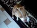 pit bull