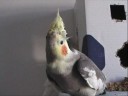 Sonny and Piper - Cockatiels Sonny and Piper - Cockatiels