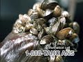 Public Service Announcement to prevent destructive the spread of zebra and quagga mussels, as well as other dangerous aquatic species, to Lake Tahoe. Devastating species of mussels have crossed the Rocky Mountains traveling on boats and trailers. Their destructive spread threatens boats and Lake Tahoe's pristine waters. Expect mandatory boat inspections at all public boat ramps around Lake Tahoe.