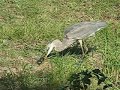 Blue Heron\