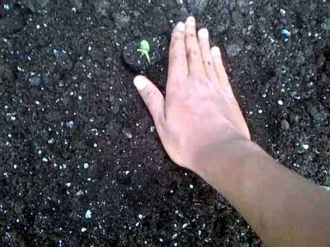 how to transplant watermelon seedlings