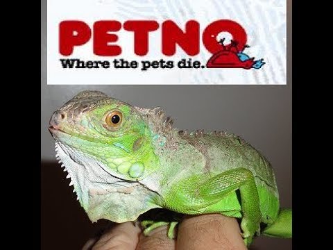 how to cure a sick iguana