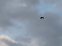 Gyrfalcon in Harlingen
