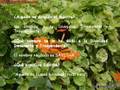 videos de Gayatri-mantra.wmv