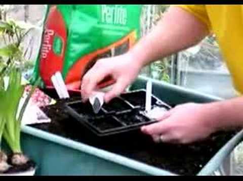 Hoggywart - Most bedding plants are best sown in March but a few can be started now. The earliest to sow are those that take a long time to flower from seed, such as beg...