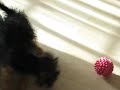 Mollie - Our little yourkie puppy