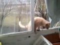 The cat climbed onto the balcony.
