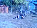 mi pelea mi pelea