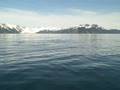 Whale and Porpoises