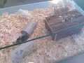Pockok - Mogyi �s Piszt�cia felfedezik �j otthonukat