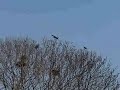 roeken donderjagen roeken donderjagen