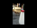 Click here to watch this video 道の駅あらかわにいるウリ坊のゴンちゃん